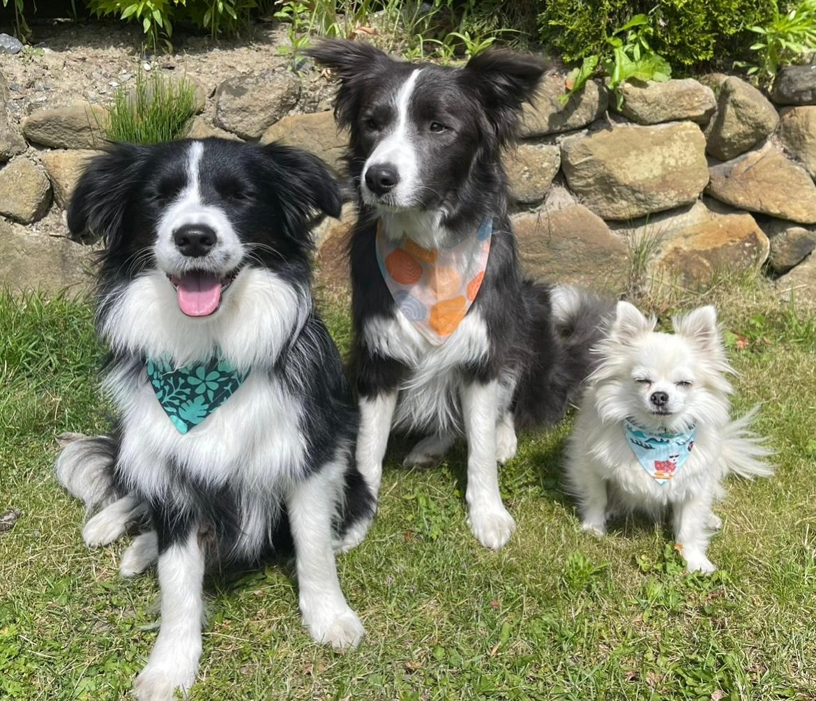 Drei Hunde mit Bandanas von Just Kiddies